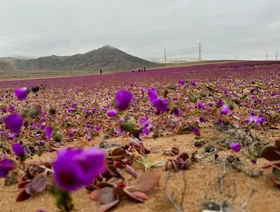 في أكثر الصحارى جفافاً على الأرض.. إزهار شتوي "نادر" بتشيلي