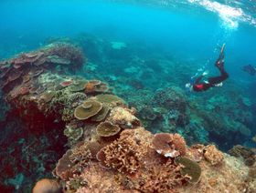 45 دولة تتعهد بـ12 مليار دولار لإنقاذ الشعاب المرجانية