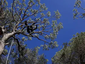 الجفاف يعصف بأشجار الصنوبر في لبنان.. وتباطؤ جهود مكافحة الآفات