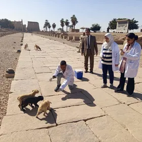 مصر.. خطة قومية لحل أزمة "كلاب الشوارع" خلال 180 يوماً