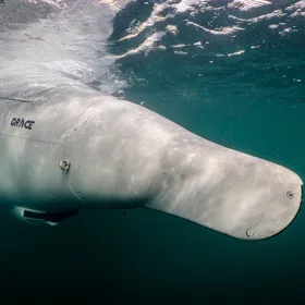 مدعومة بالذكاء الاصطناعي.. ألمانيا تكشف عن غواصة Greyshark المسيّرة