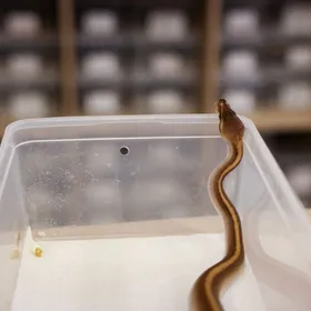 باحثون: لقاحات الحمض النووي الريبوزي المرسال قد تعالج لدغات الثعابين