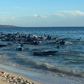 جهود لإنقاذ 140 من الحيتان الطيارة علقت على الساحل الغربي لأستراليا