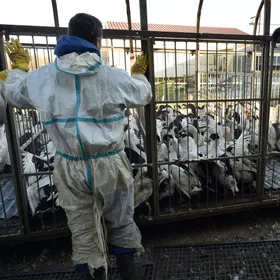 ما الذي نعرفه عن سلالة إنفلونزا الطيور "H5N5"؟