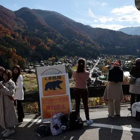 اليابان تواصل مواجهة هجمات الدببة: فخاخ في الطرق وقطع أشجار الفاكهة
