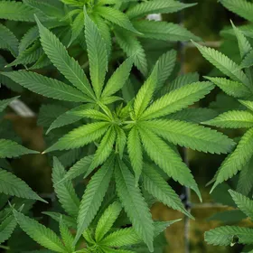 بعد قرار ترمب بتخفيف القيود عنها.. ما هي فوائد وأضرار الماريجوانا؟