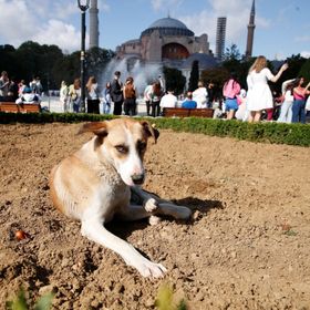 الكلاب الضالة في تركيا.. ذعر من الهجمات وخلاف حول الحلول