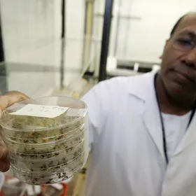 باحثون يتوصلون لفهم تأثير الجينات التي تزيد خطر الإصابة بألزهايمر باستخدام ذبابة الفاكهة