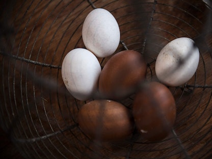 بيض داخل عش دجاج في إحدى مزارع باريس. 11 نوفمبر 2022 - AFP