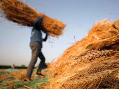 مزارع يحمل حزمة قمح بعد حصادها من حقل بمحافظة الغربية، مصر. 14 مايو 2020. - REUTERS