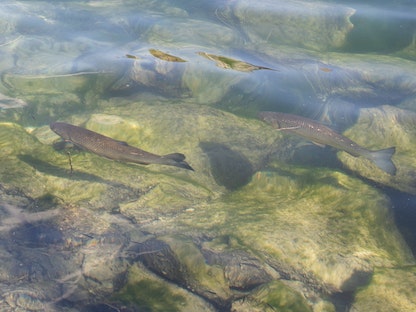 أسماك تسبح في نهر الراين بسويسرا. 11 أغسطس 2022 - REUTERS