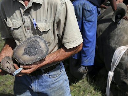 عامل يمسك بقرن وحيد القرن في مزرعة بجنوب إفريقيا  - REUTERS