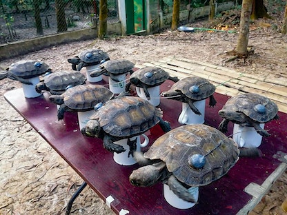 إطلاق عدد من السلاحف الآسيوية العملاقة المهددة بالانقراض في تلال شيتاجونج - 19 ديسمبر 2021 - AFP