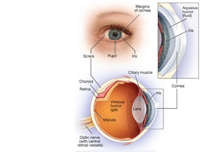 العين هي بنى مكتنزة ومعقدة التركيب قطرها بحجم يقترب من 2.5 سنتيمتر تتلقى ملايين المعلومات عن العالم الخارجي والتي يعالجها الدماغ بسرعة - Mayo clinic