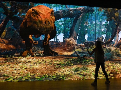 فتاة تحاول تجربة T. rex التفاعلي في معرض جديد يُفتتح في المتحف الأميركي للتاريخ الطبيعي الذي سيستكشف أحدث الأبحاث والاكتشافات بشأن الديناصورات المعروفة باسم "التيرانوصورات" - AFP