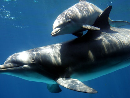 دلافين تسبح داخل حديقة للحيوانات في برشلونة بإسبانيا - REUTERS