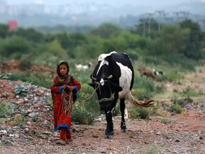 فتاة تمشي مع بقرة تملكها عائلتها في إسلام آباد بباكستان. 13 مايو 2023 - Reuters