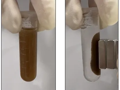 رسم توضيحي لطريقة الكشف عن أمراض الجهاز الهضمي باستخدام حبوب تحتوي على بكتيريا حساسة للدم - https://pubs.acs.org/doi/full/10.1021/acssensors.4c03151