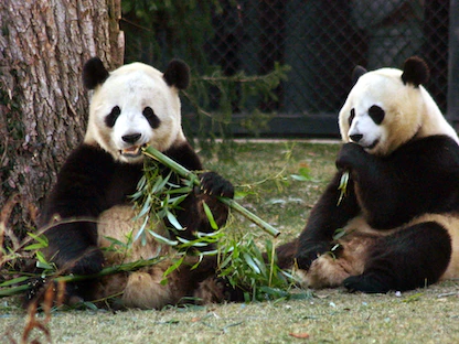 الباندا العملاق تيان تيان (يسار) ومي شيانغ يتناولان الخيزران في حديقة الحيوان الوطنية بواشنطن، 16 يناير 2002 - X01186