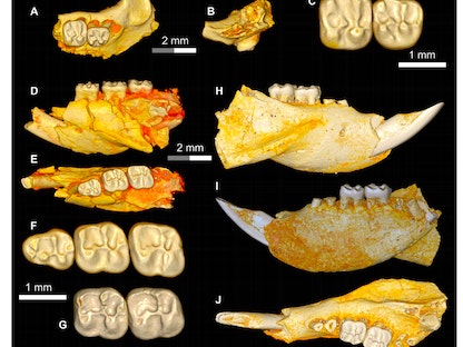 اكتشاف نوع جديد من القوارض عاش في مصر قبل 34 مليون سنة - الشرق