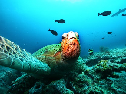 سلحفاة خضراء عملاقة تستريح على شعاب مرجانية - REUTERS