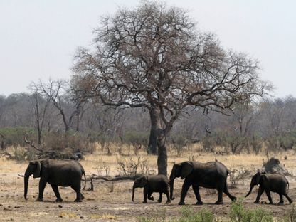 قطيع من الأفيال بالقرب من حفرة مائية بمتنزه هوانجي الوطني في زيمبابوي. 27 سبتمبر 2013 - Reuters