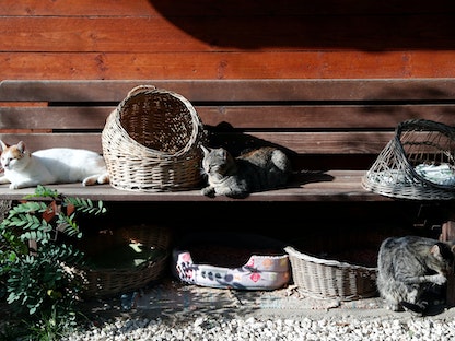 قطط تستريح في ملجأ للحيوانات ببودابست في المجر. 2 نوفمبر 2022 - REUTERS