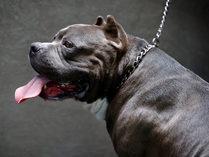 American Bully XXL Pablo waits for a check into the cause of breathing problems at a veterinary clinic in Utrecht - REUTERS