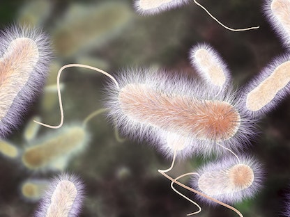 صور توضح الشكل التخيلي لبكتيريا داء "الفيالقة. - AFP