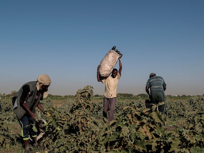 مجموعة من الرجال تحصد محاصيلاً زراعية في جزيرة توتي بالعاصمة الخرطوم، السودان. 14 فبراير 2020. - REUTERS