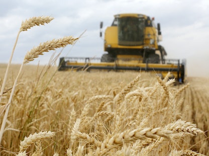 جانب من عملية حصاد القمح شمالي كييف، أوكرانيا. يوليو 2019. - AFP