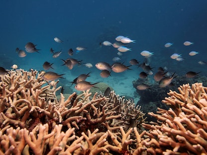 مجموعة أسماك في الحاجز المرجاني العظيم قبالة ساحل كيرنز بأستراليا، 25 أكتوبر 2019 - REUTERS