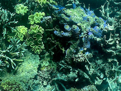 شعاب مرجانية في الحاجز المرجاني العظيم في أستراليا - 7 مارس 2022. - AFP