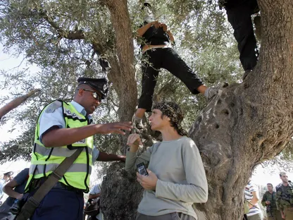 موسم جني الزيتون.. فلسطينيون ينشدون قطافاً تمنعه إسرائيل