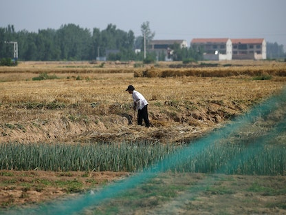 مزارع يعمل في حقل بإقليم خبي افي الصين- 11 يونيو 2021 - X06979