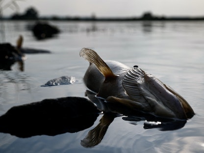 أسماك ميتة في نهر أودر في بولندا حيث يُعتقد أن تلوث المياه هو سبب نفوق الأسماك. 17 أغسطس 2022 - REUTERS