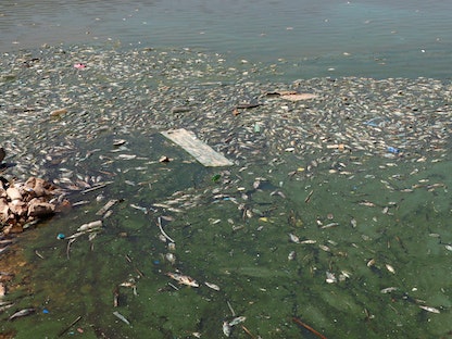 جانب من نفوق الأسماك في بحيرة القرعون بلبنان، 30 أبريل 2021 - REUTERS