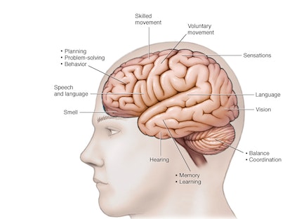 صورة توضح مناطق مختلفة في الدماغ مسؤولة عن وظائف حيوية مختلفة - Mayo Clinic