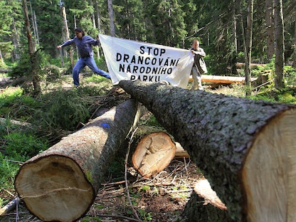 نشطاء يحتجون على قطع أشجار بمنتزه سومافا الوطني في التشيك. - AFP