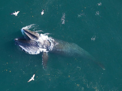حوت أزرق يسبح قبالة سواحل كاليفورنيا بالولايات المتحدة - via REUTERS