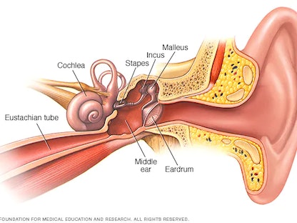 صورة توضيحية لأجزاء من الأذن - mayoclinic