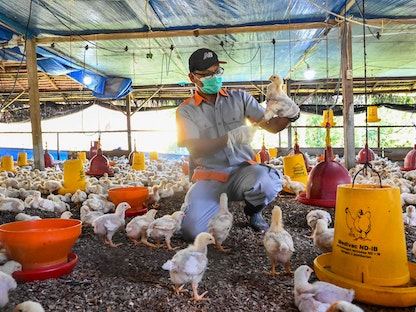 موظف حكومي يفحص الدجاج بحثاً عن علامات الإصابة بإنفلونزا الطيور في مقاطعة آتشيه الإندونيسية. 2 مارس 2023 - AFP
