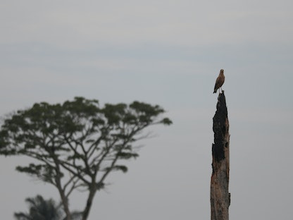 طائر يجلس على قمة شجرة في قطعة أرض أزيلت منها الغابات في سهول ياري ـ كولومبيا. 3 مارس 2021 - REUTERS