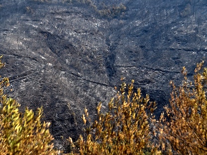 أشجار متفحمة بعدما اجتاح حريق غابات منطقة آيت داود في تيزي وزو شمالي الجزائر، 13 أغسطس 2021 - AFP