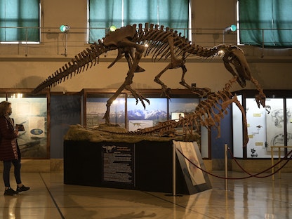 امرأة تنظر إلى نسخة طبق الأصل من أحفورة ديناصور Megaraptor namunhuaiquii في متحف Bernardino Rivadavia الأرجنتيني للعلوم الطبيعية في بوينس آيرس. 2 مايو 2022 - AFP