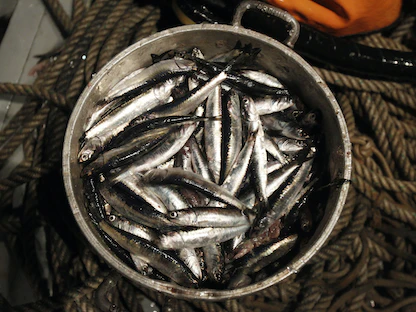 سمك السردين، أحد أهم المصادر الأساسية لـ"أوميجا 3" - REUTERS