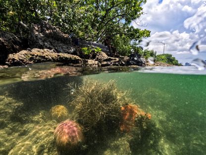 شعاب مرجانية في ساحل مدينة ميامي بولاية فلوريدا الأميركية- 14 يوليو 2023 - Reuters