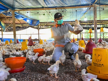 موظف حكومي يفحص كتاكيت بحثاً عن علامات الإصابة بإنفلونزا الطيور في مقاطعة آتشيه الإندونيسية. 2 مارس 2023 - AFP