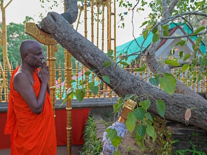 بفريق خبراء.. سريلانكا تتصدى لشائعات تستهدف شجرة تين "مقدسة"