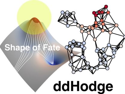 إطار ddHodge.. كيف تساعد الرياضيات الحديثة في فهم قرارات مصير الخلايا؟